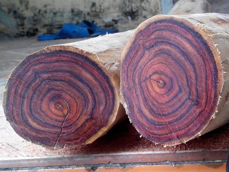 Gỗ sưa thuộc dòng gỗ quý tộc với 4 mặt vân và sắc gỗ trầm ấm (Nguồn: Sưu tầm)